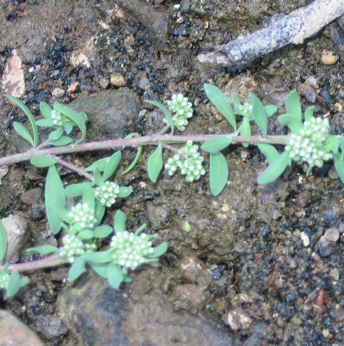 corrigiola